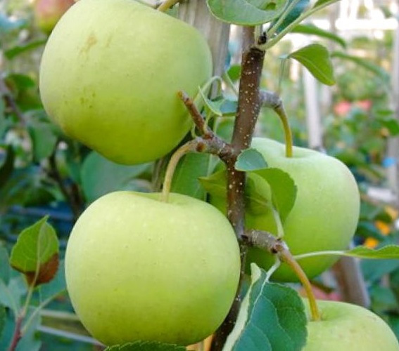 Изображение товара