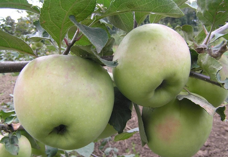 Изображение товара