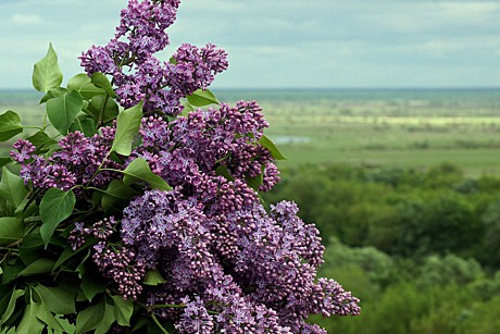 Сирень