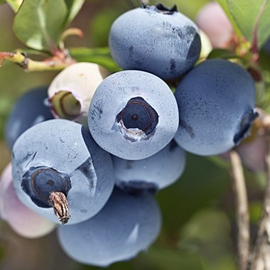 Саженец голубики ранней «Хурон» (Huron) С2