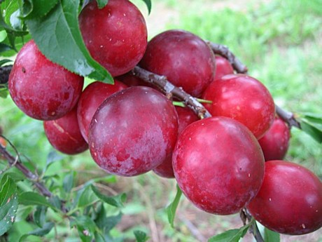 Слива и Алыча 