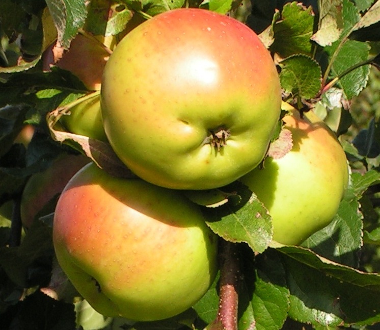 Изображение товара