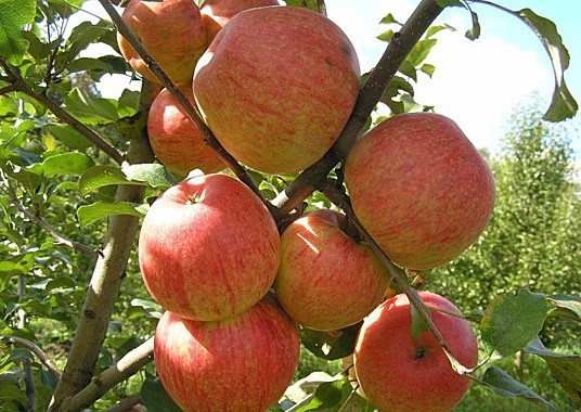 Саженцы яблони «Ханий крисп»