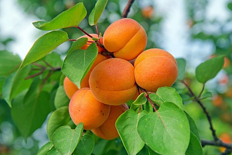 Абрикос