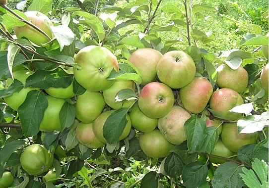 Саженцы яблони «Вербное»