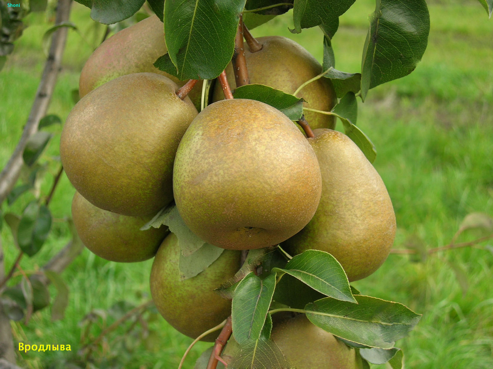 Изображение товара