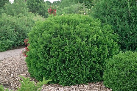 Туя западная «Woodwardii» (Вудварди), С5